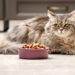 ТОП-5 причин включити вологий корм у раціон вашого кота