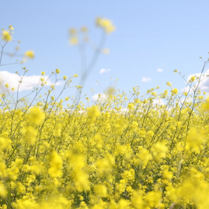 Де продати ріпакову макуху в Україні гуртом