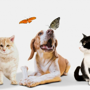 Найкращий зоомагазин у Києві: топові товари та послуги для ваших домашніх улюбленців від BestPet