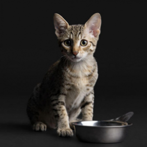 Чим годувати кошеня: порівняння кормів для здорового старту