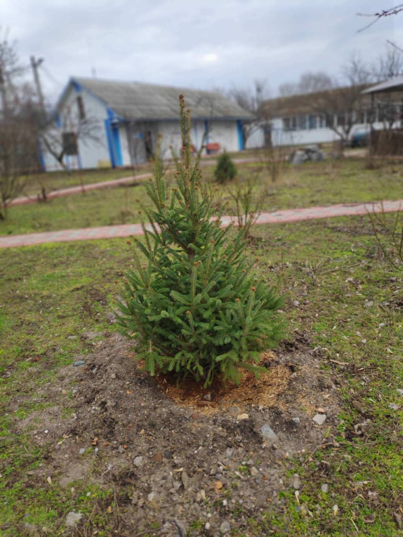 Озеленення міста разом з "Файно маркет"