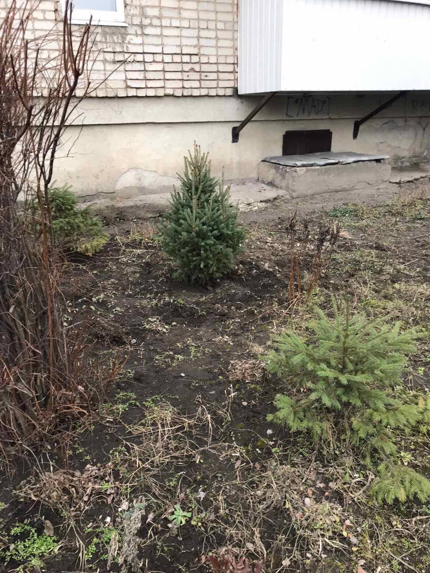 Озеленення міста разом з "Файно маркет"