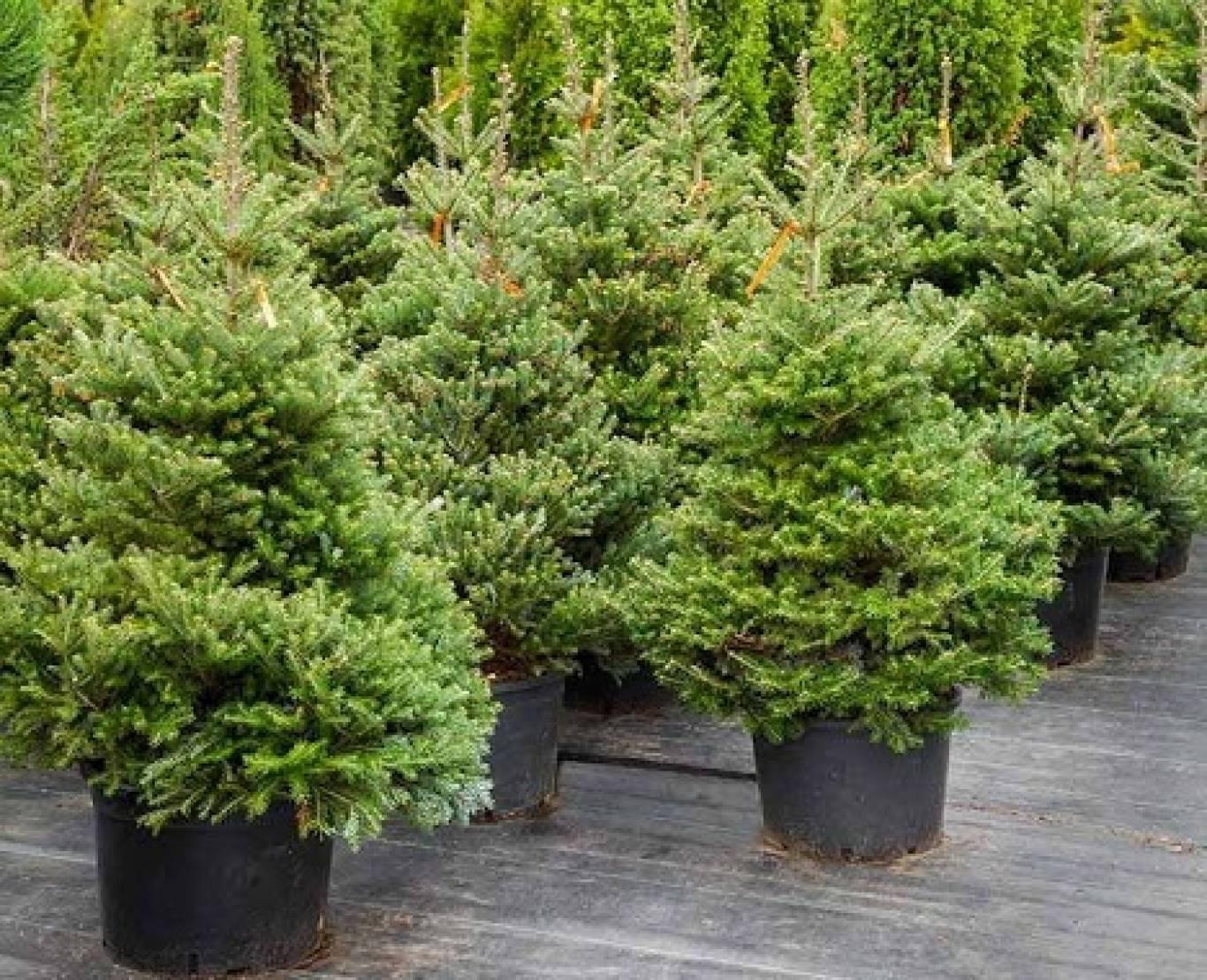 Де купити новорічну ялинку у Тернополі