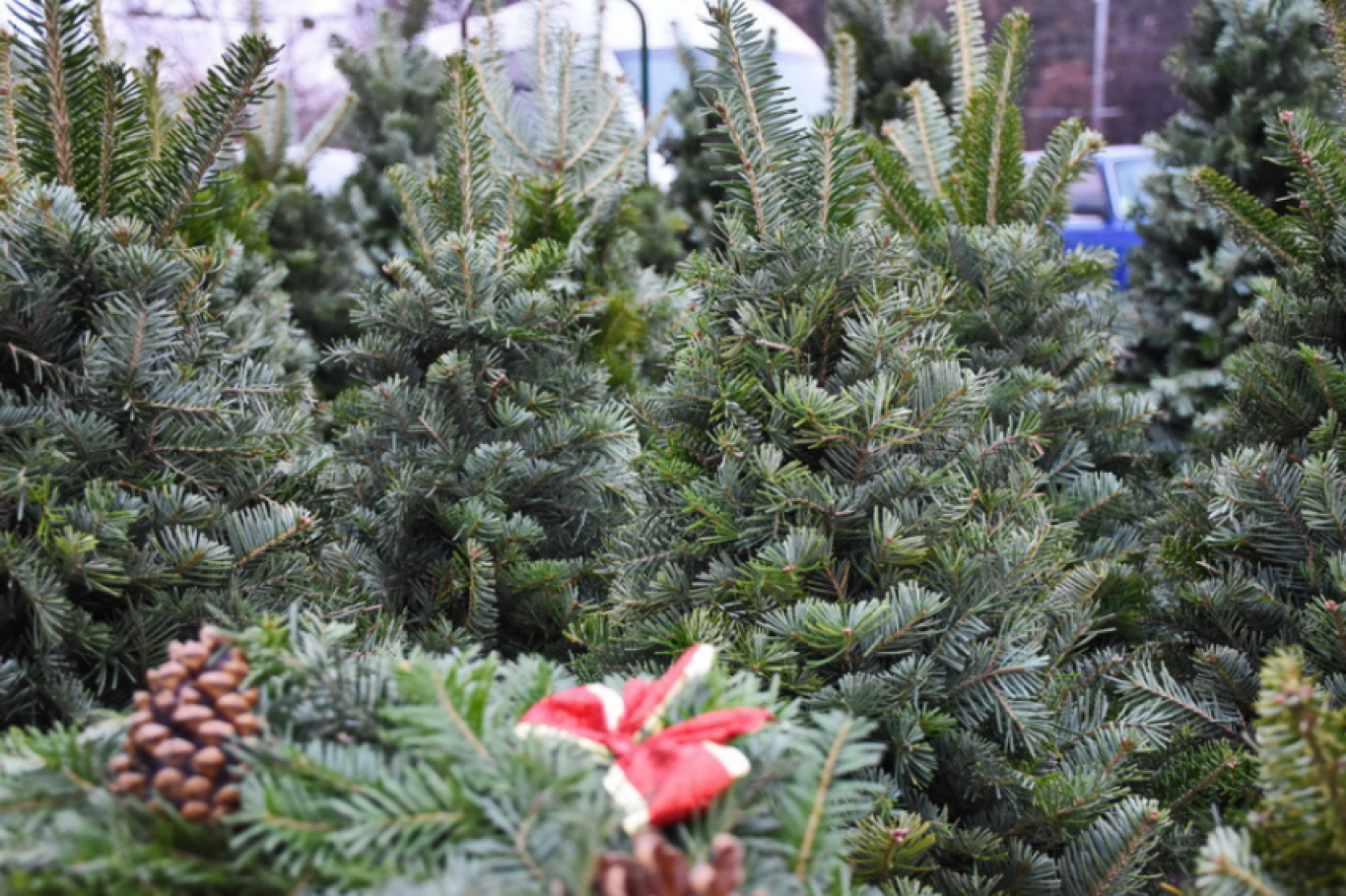 Де купити Новорічну ялинку у Житомирі