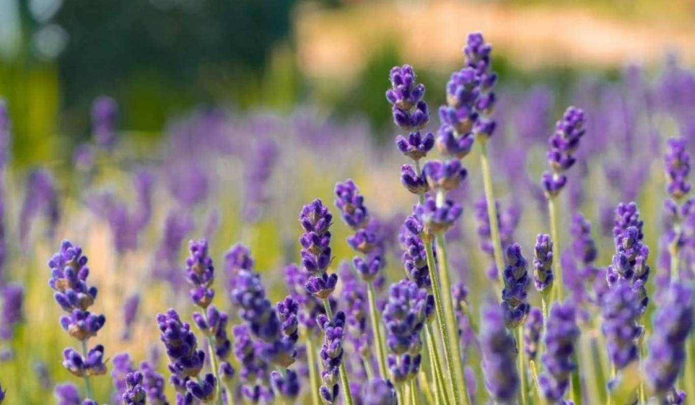 Поля щастя - лавандові локації на Житомирщині