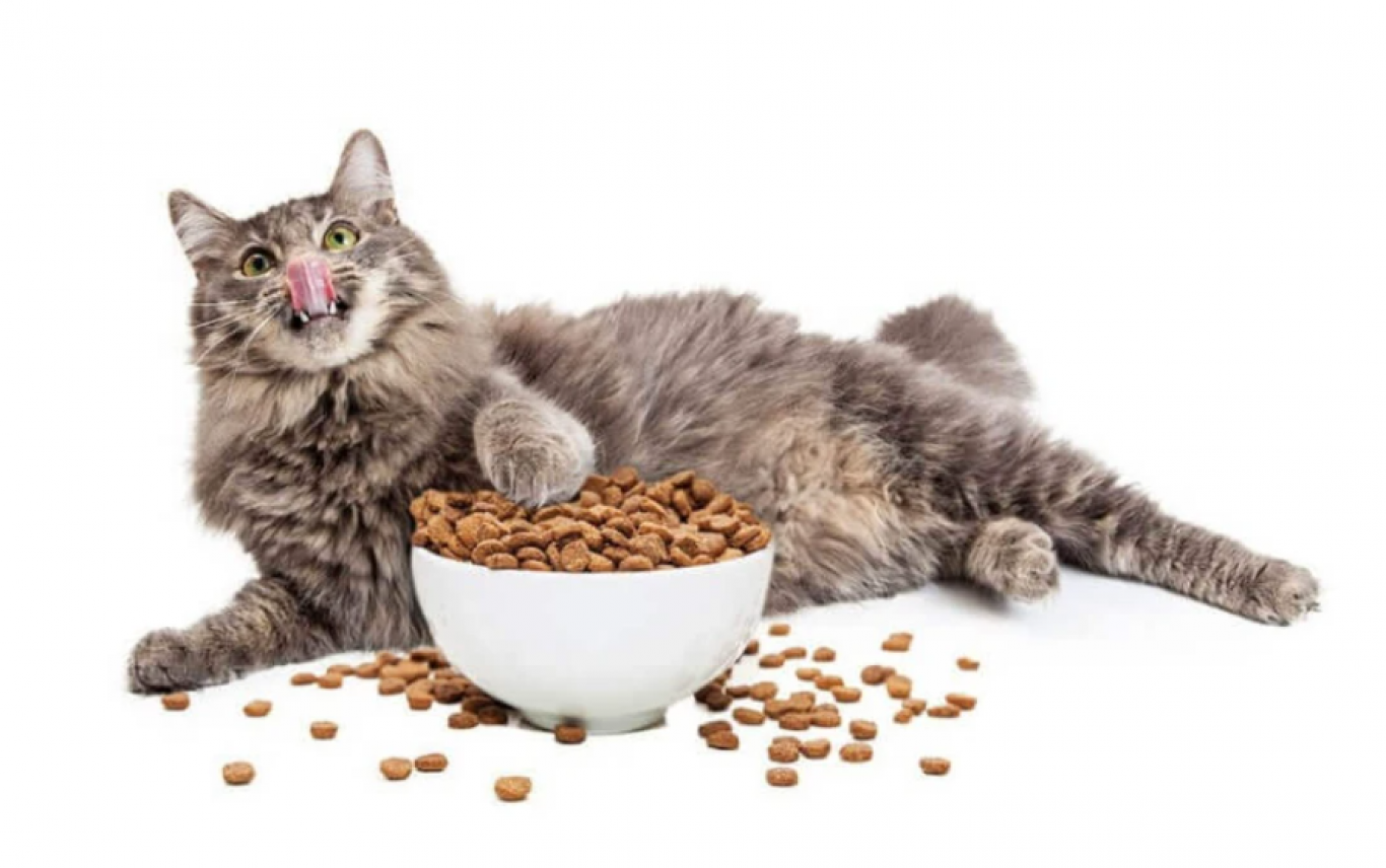 Як вибрати сухий корм для кота: головні критерії