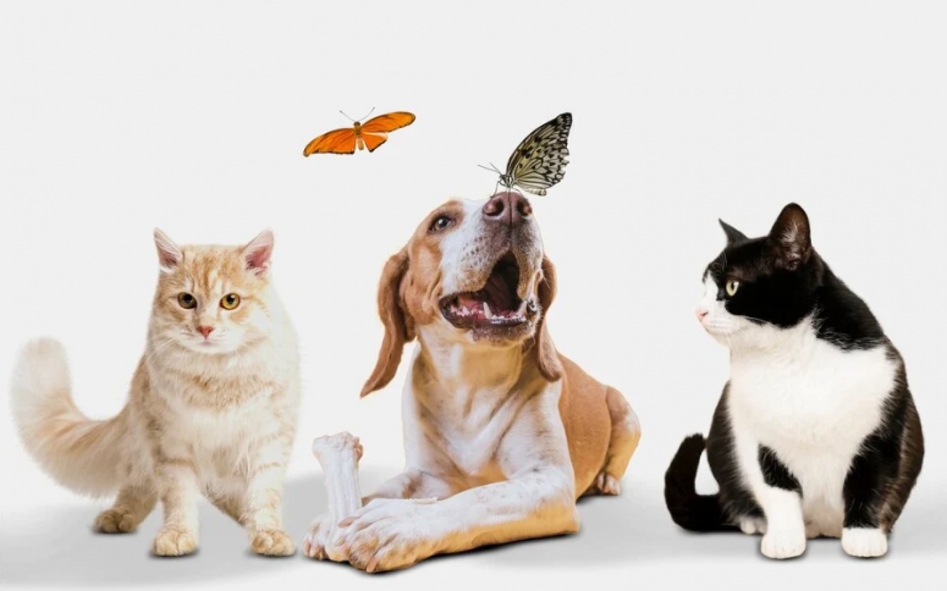 Найкращий зоомагазин у Києві: топові товари та послуги для ваших домашніх улюбленців від BestPet