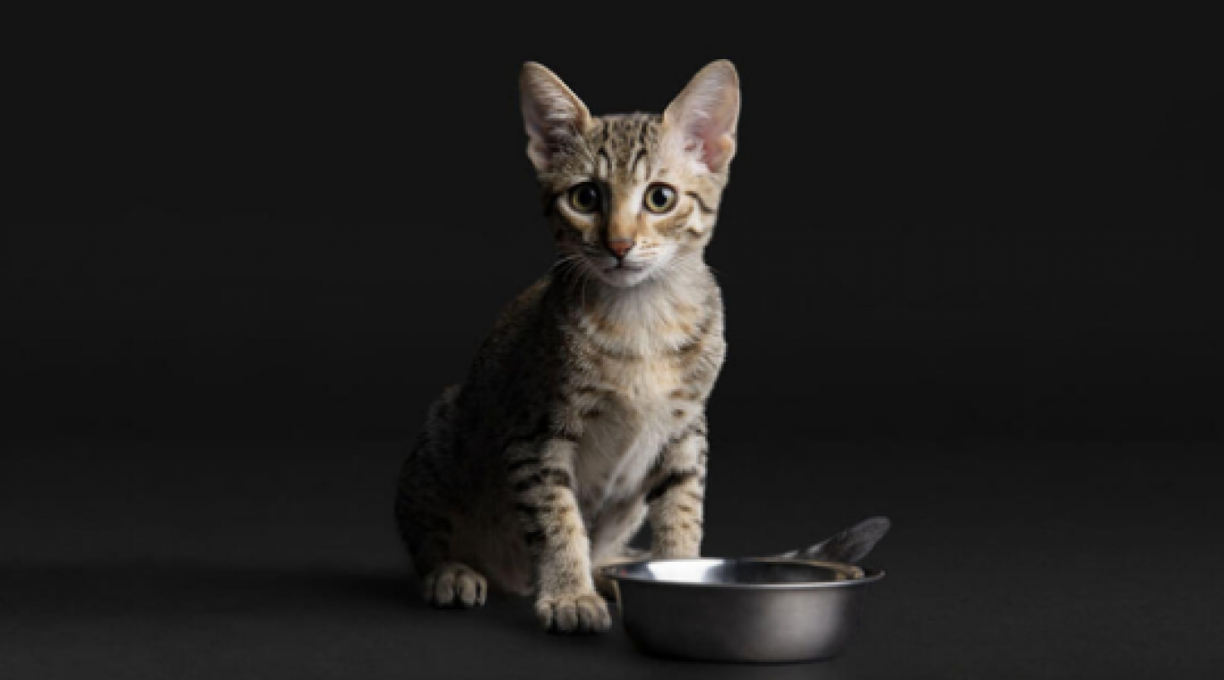 Чим годувати кошеня: порівняння кормів для здорового старту