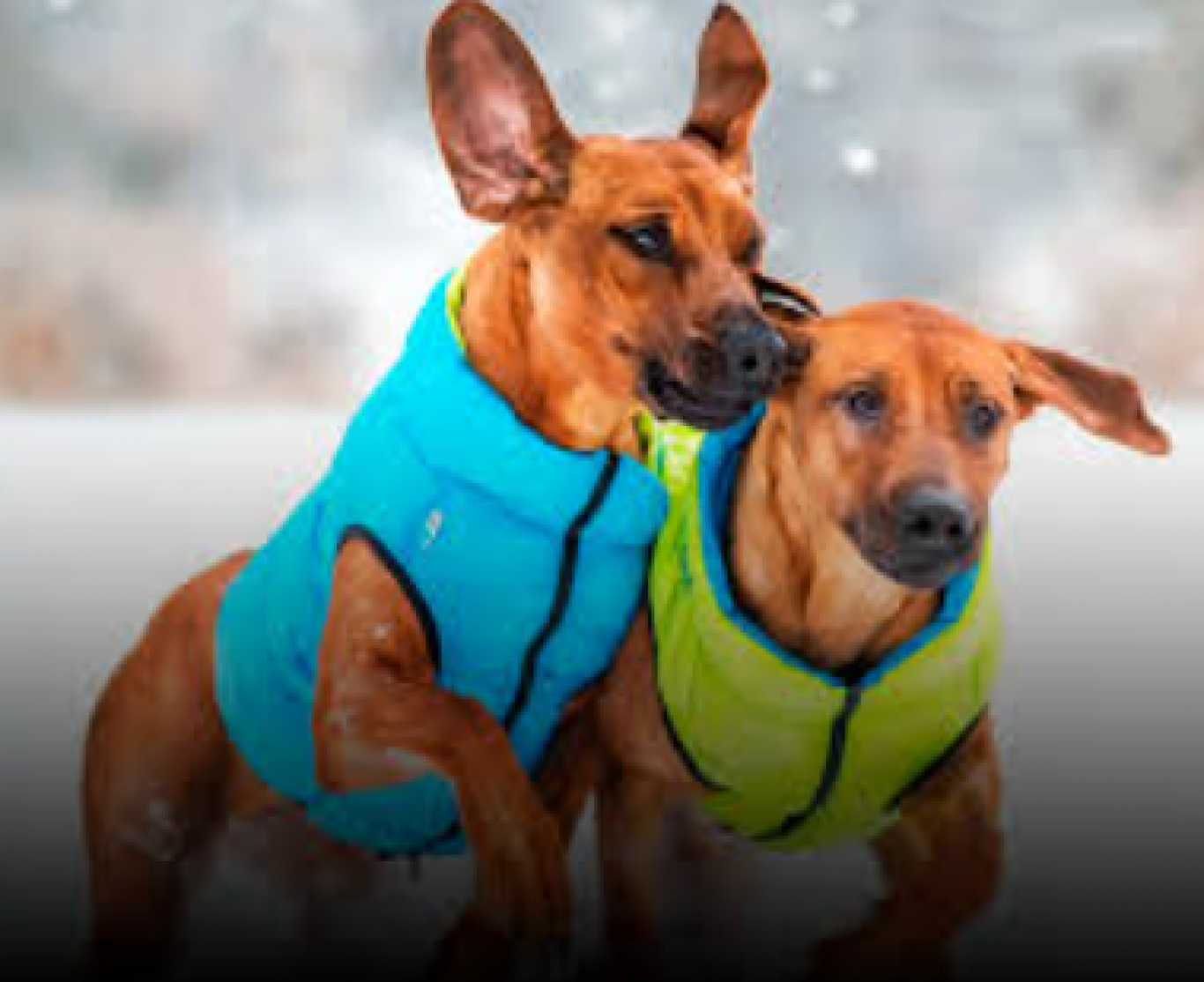 Як підібрати одяг для собаки маленьких і великих порід: на що звернути увагу та корисні рекомендації