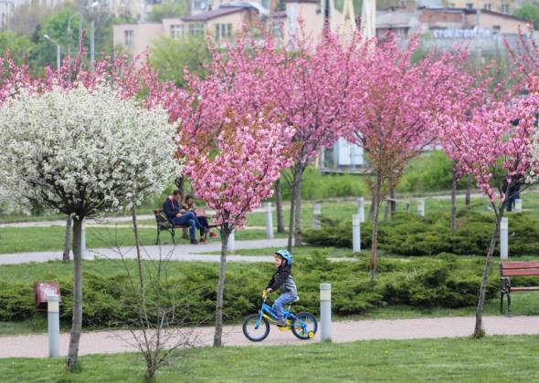 Де у Львові квітне сакура: ТОП-3 найпопулярніших локацій