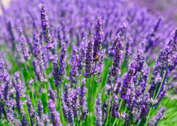 Лавандовий рай на Хмельниччині