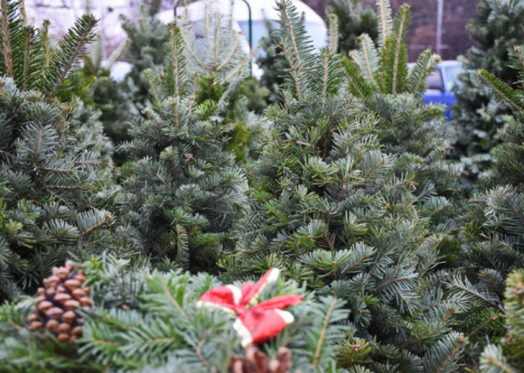 Де купити Новорічну ялинку у Житомирі