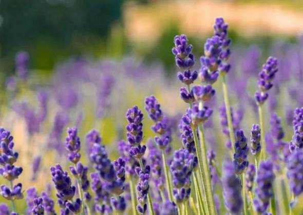 Поля щастя - лавандові локації на Житомирщині