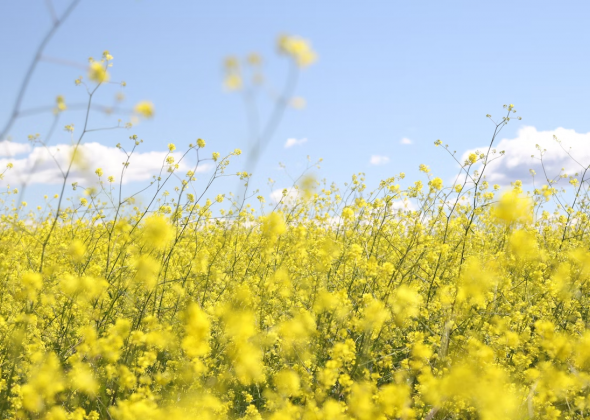 Де продати ріпакову макуху в Україні гуртом