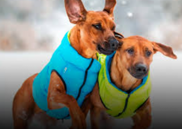 Як підібрати одяг для собаки маленьких і великих порід: на що звернути увагу та корисні рекомендації