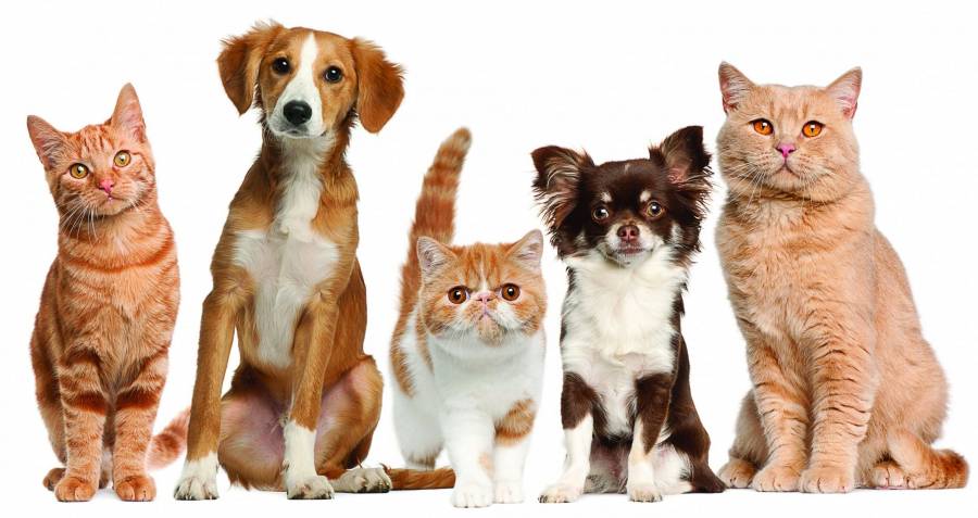 Ініціатива Дай лапу Файно маркет: З Вашою допомогою нагодовані 452 собаки та 65 котів.