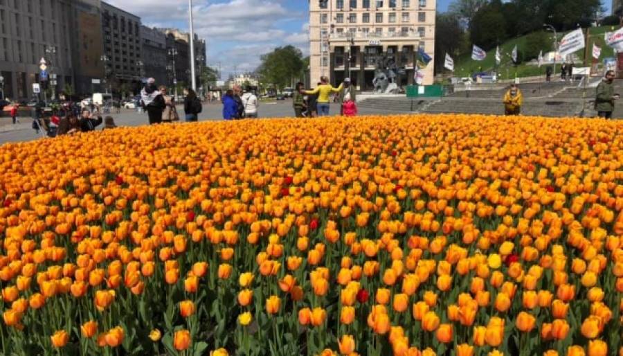 Де у Києві розцвіли тюльпани: ТОП-3 локацій