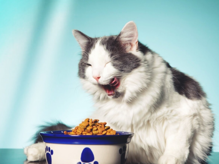 Сухой корм для кошек: как питание влияет на здоровье питомца