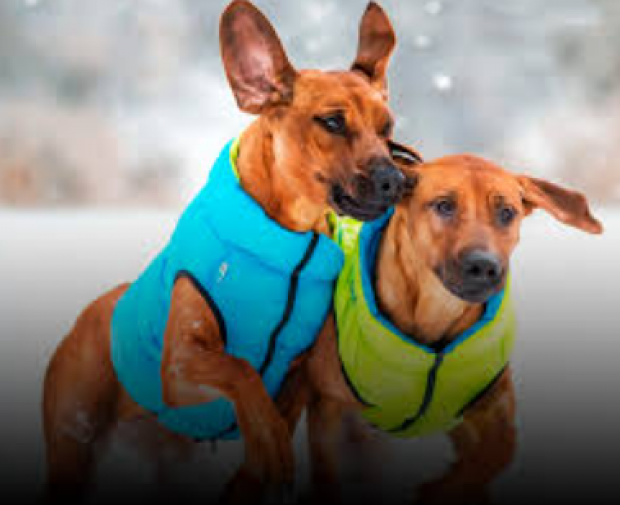 Як підібрати одяг для собаки маленьких і великих порід: на що звернути увагу та корисні рекомендації