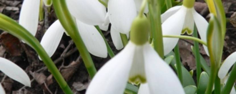 Екологічна акція по охороні квітів-первоцвітів "ПЕРВОЦВІТ"
