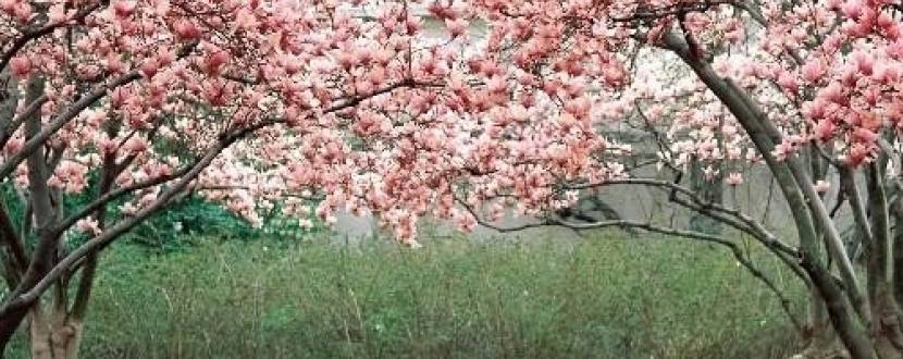 Закарпаття у цвіті сакур