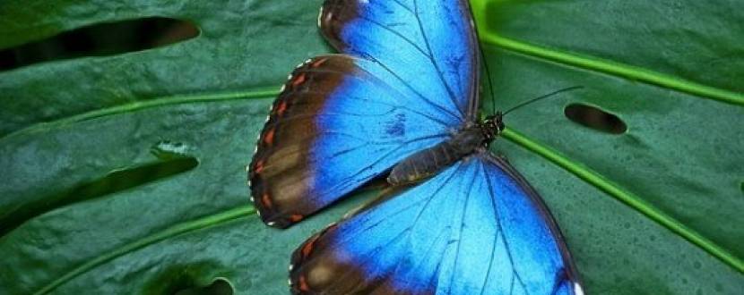 Виставка тропічних метеликів