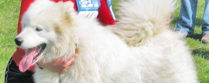 Виставка собак у Міжнародному виставковому центрі на Броварському проспекті