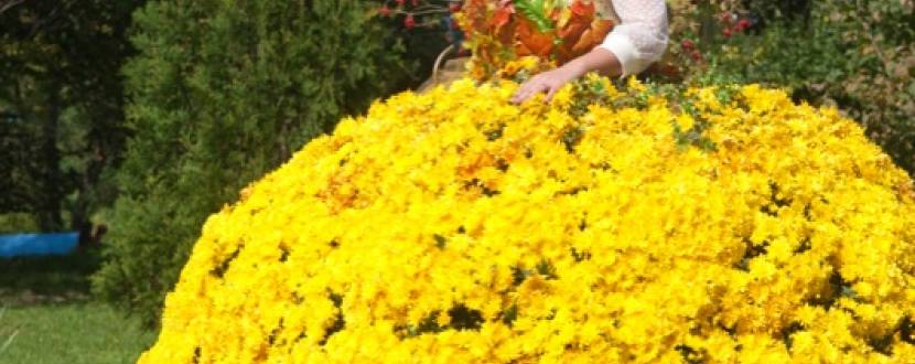 Виставка хризантем та Фестиваль "Французька осінь" на Співочому полі
