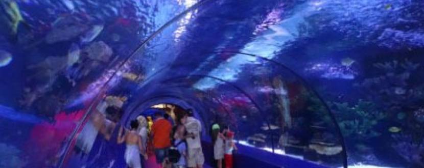 Київський океанаріум: шкільні екскурсії та відвідування гігантського осьмінога