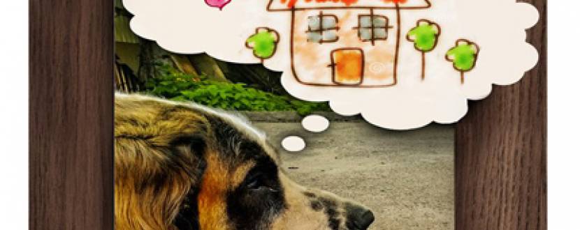 Виставка фотографій бездомних собак «Відданий друг – задарма»