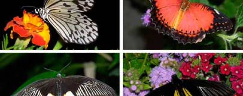 Виставка живих тропічних метеликів