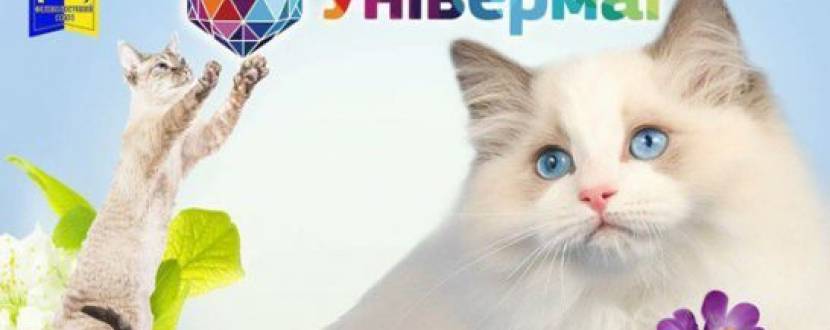 Выставка кошек международная лицензированная FIFe