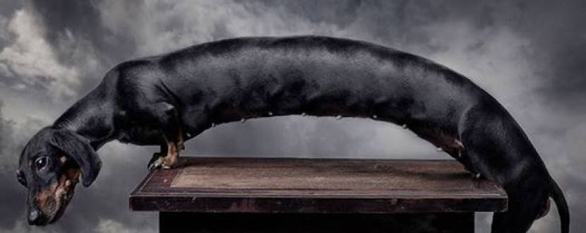 Надзвичайні тваринки Сергія Іванова