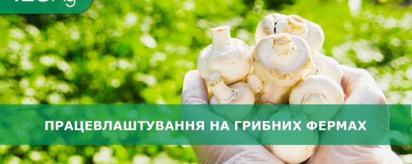 Робота на грибних фермах Європи: переваги та перспективи. Безкоштовна презентація