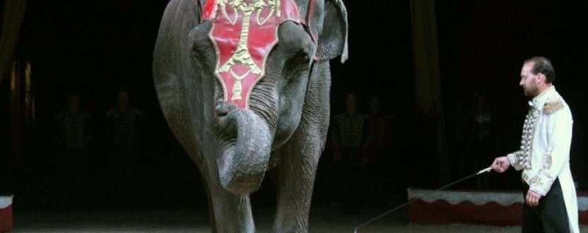 Шоу цирку "Слон та сильні люди"
