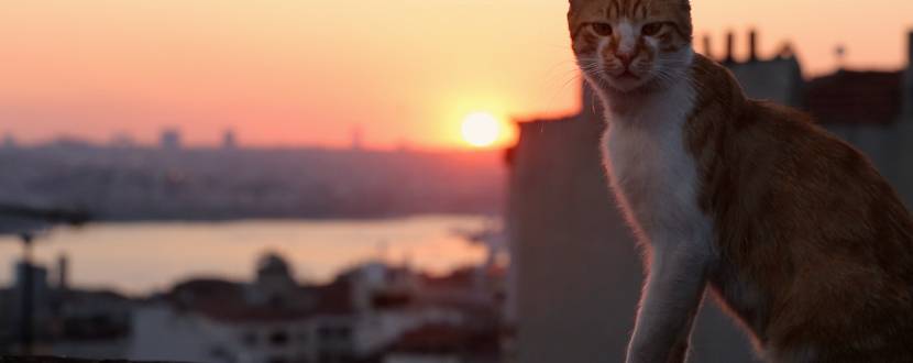 Королівство котів - документальний фільм