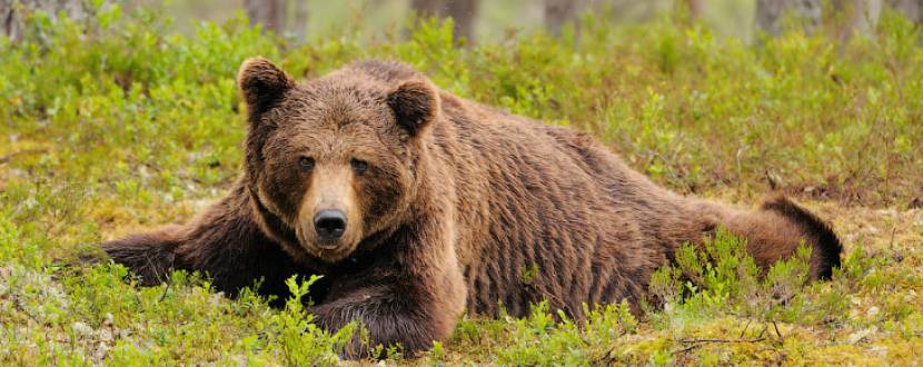 В гості до бурих ведмедів - екскурсія