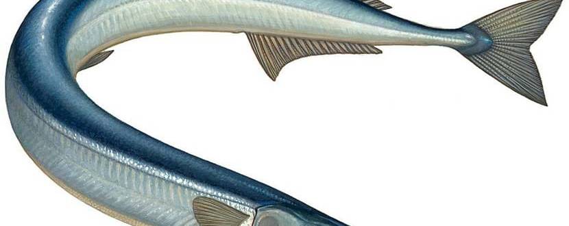 Рыбалка на Черном море