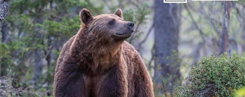 Вечір пам'яті зникаючих видів
