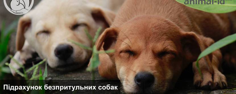 Долучись до підрахунку безпритульних собак  у Тернополі