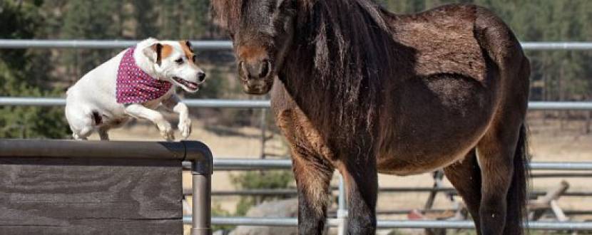 Завжди поряд - Кінно-кінологічний фестиваль