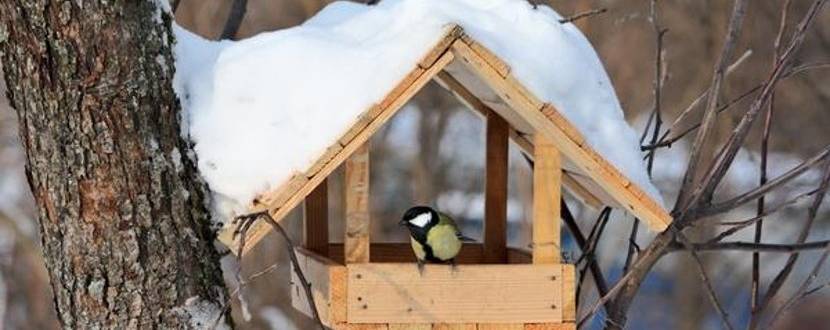 Нагодуй птахів взимку - Акція у Києві