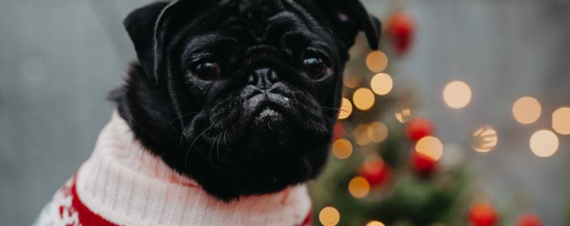 Новорічна МопсоКазка