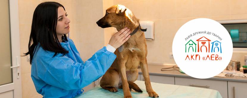 Візьміть на перетримку - ЛКП Лев йде на карантин