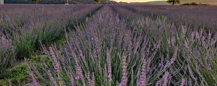 Лавандове поле поблизу Львова