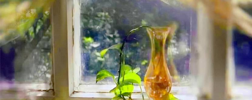 Київський благодійний Літній вернісаж