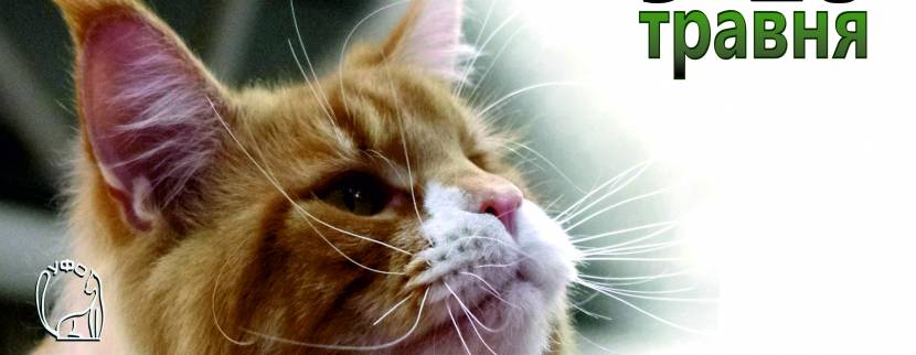 Міжнародна виставка котів