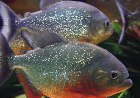 Виставка риб "Підводний світ"