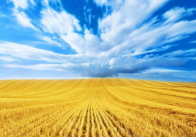 День Незалежності у Дендропарку