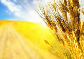 Кропивницький. День Незалежності